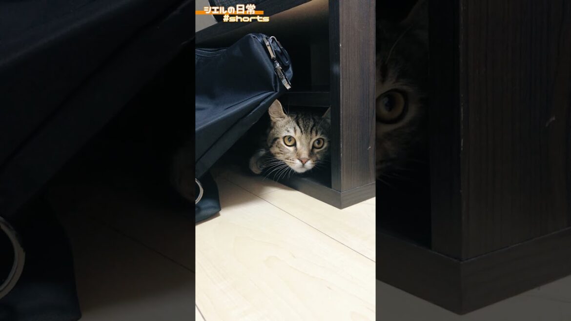 ジー・・・ /キンカロー マンチカン×アメリカンカール #Shorts ジー・・・ /キンカロー マンチカン×アメリカンカール #Shorts