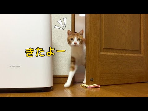 お部屋に遊びにくるねこさん お部屋に遊びにくるねこさん