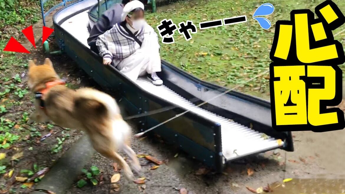 絶叫する兄妹を助けようと急いで駆け寄る柴犬姉妹