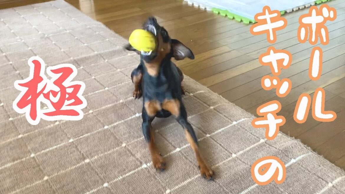 ボールキャッチが上達したジロ【ミニピン】【ミニチュアピンシャー】