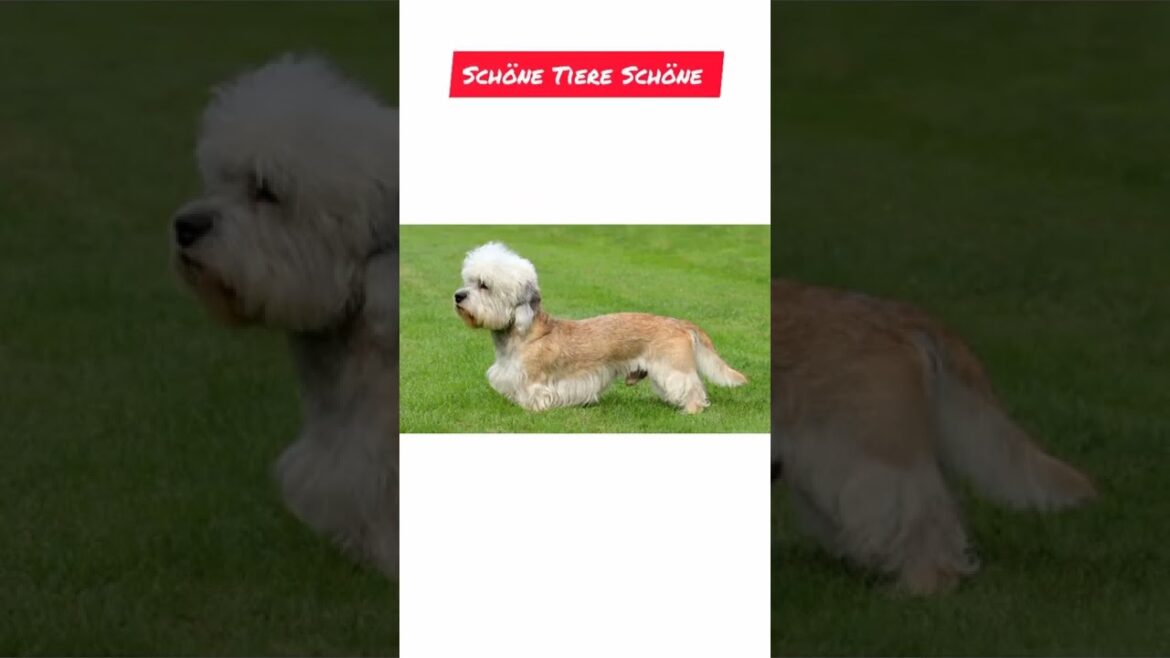 Dandie Dinmont Terrier #shorts #hunde_community# #Dandie