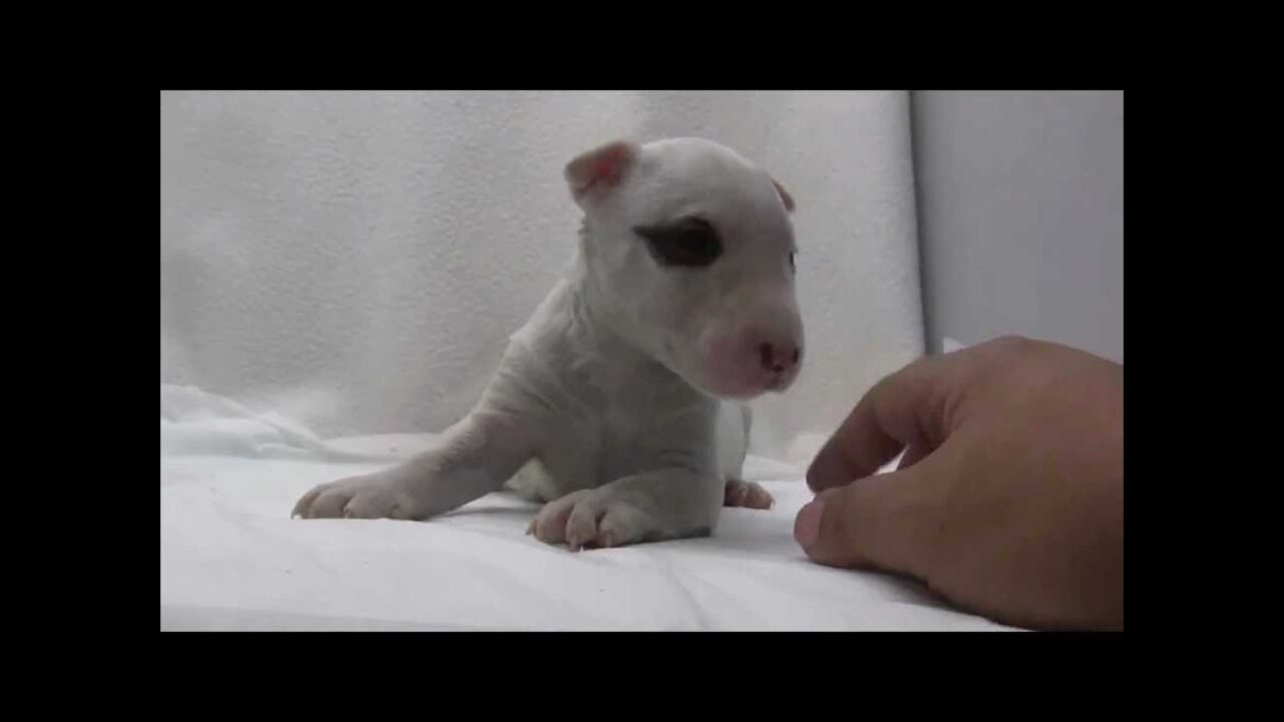 ミニチュアブルテリアの子犬09