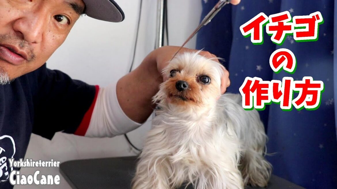 イチゴ姐さんのお顔周りのカット方法【ヨークシャーテリア専門犬舎チャオカーネ】