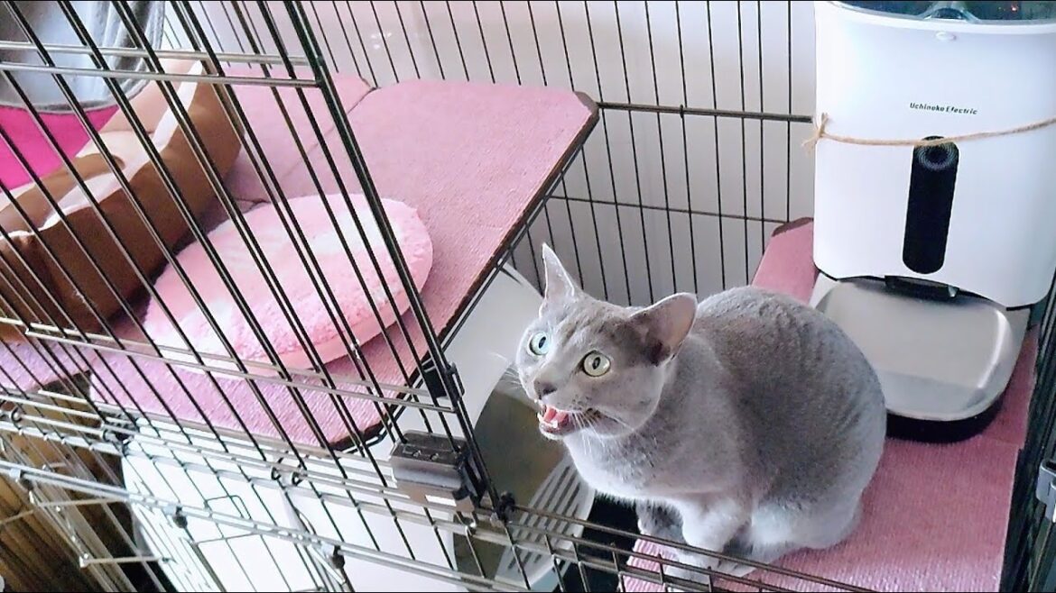 【猫動画】出かける旦那に鳴きまくるロシアンブルー【russianbule】Russian blue crying to my husband going out