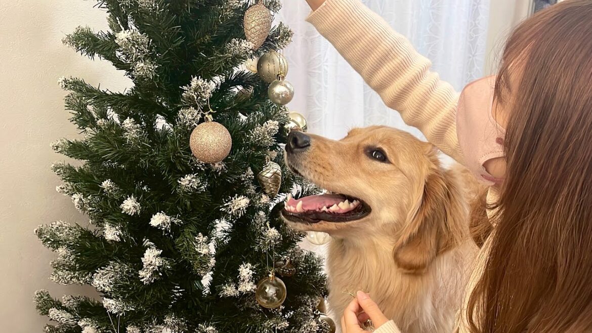 一年ぶりのクリスマスツリーに興奮が収まらないゴールデンレトリバーが可愛い 一年ぶりのクリスマスツリーに興奮が収まらないゴールデンレトリバーが可愛い