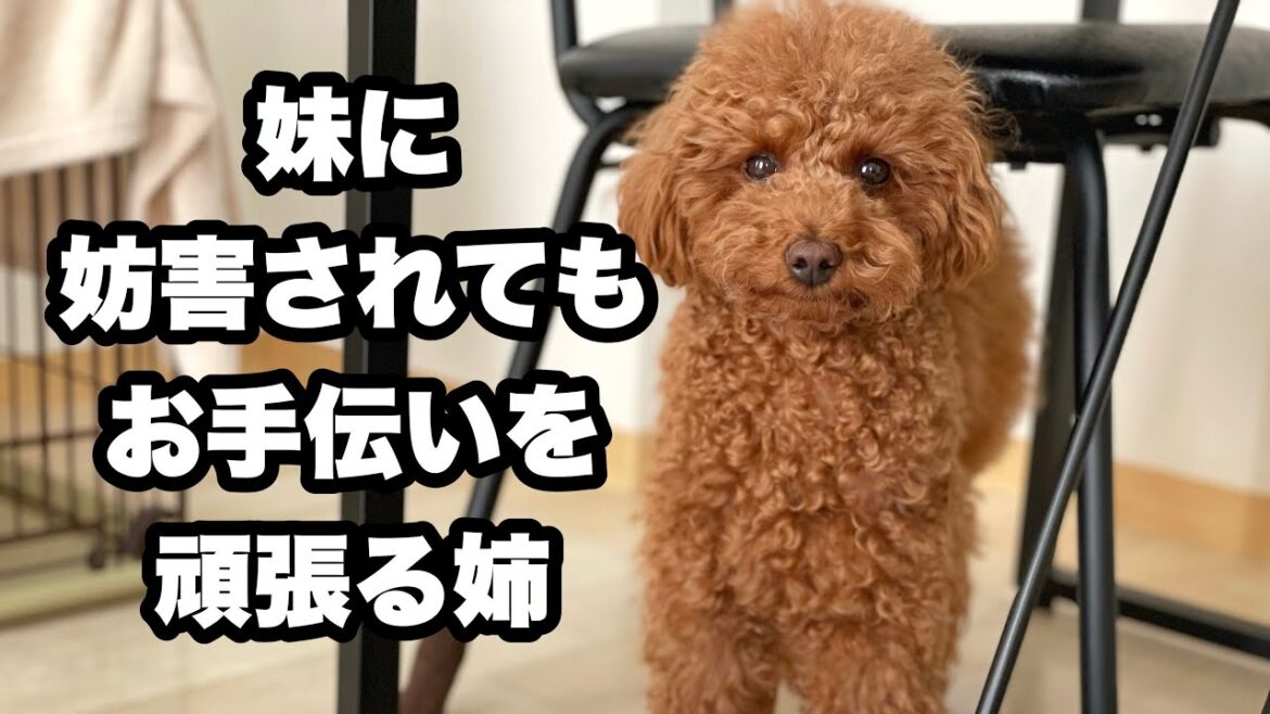 手に負えない妹をどうにかしてください【トイプードル マルプー】