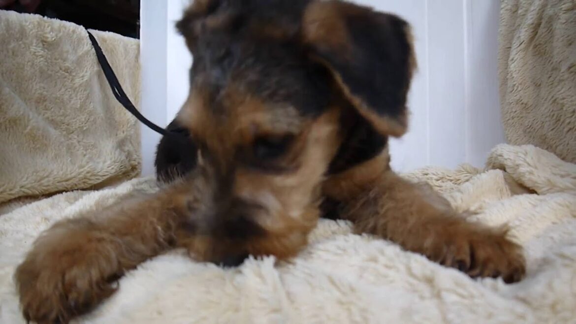 エアデールテリアのブリーダーの育てる子犬PADOG関東で販売中