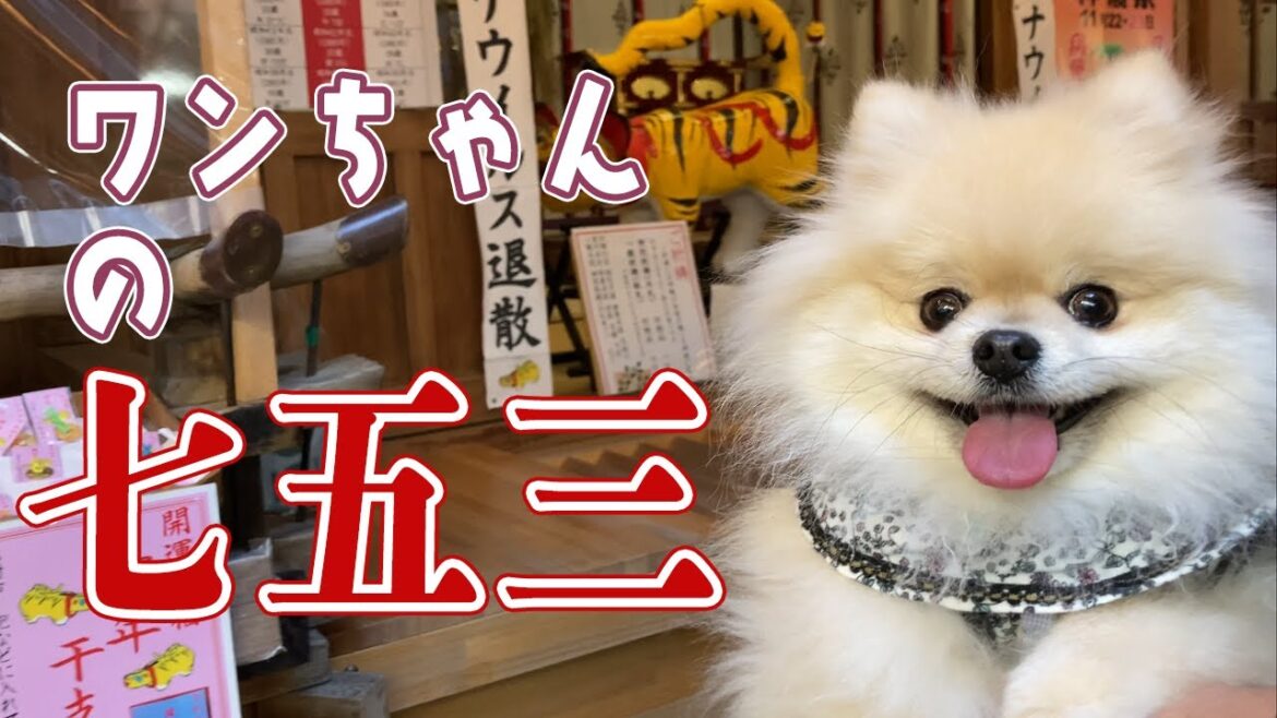 【モチの七五三】犬も七五三あるよ!みんなでモチの健康祈願に行ってきました! 【モチの七五三】犬も七五三あるよ!みんなでモチの健康祈願に行ってきました!