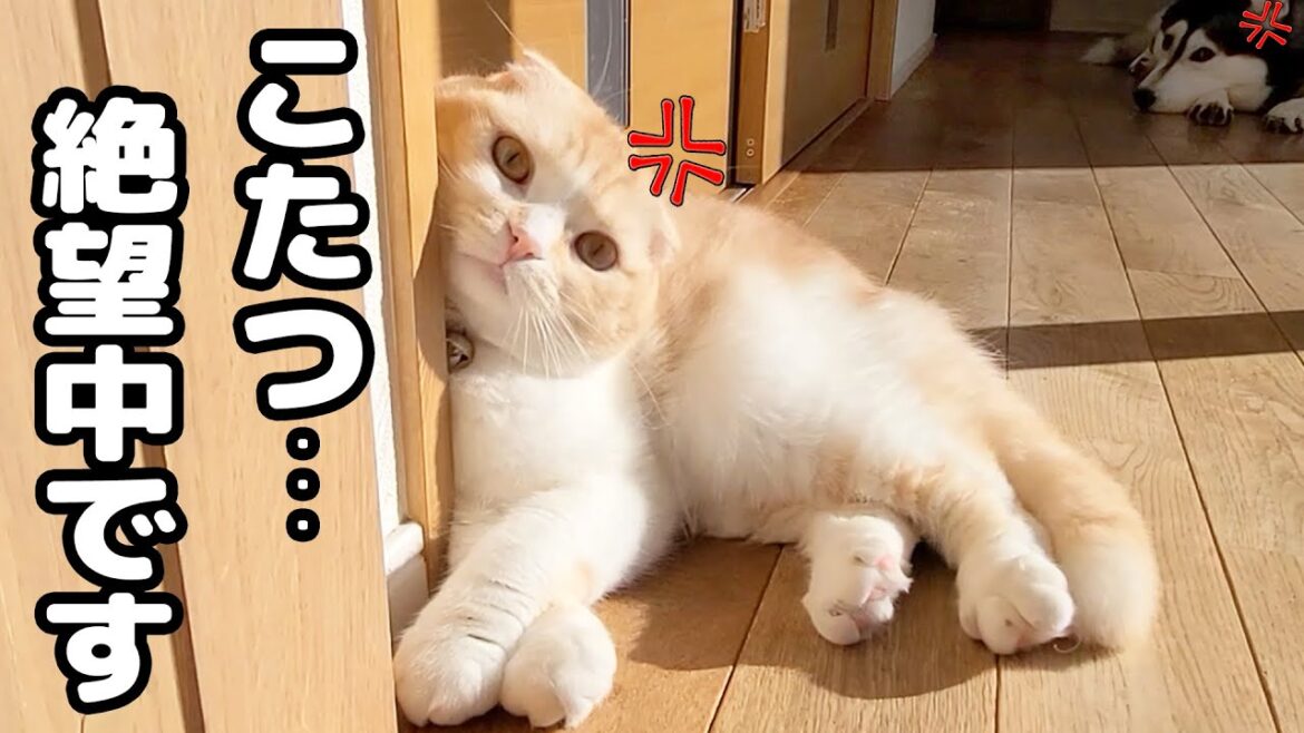 こたつを片付けたら子猫とハスキー犬達が怒ってこうなりました…汗
