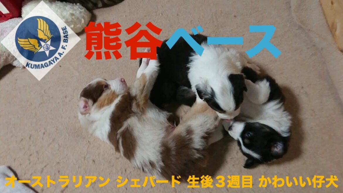 オーストラリアン シェパード仔犬 生後３週以降