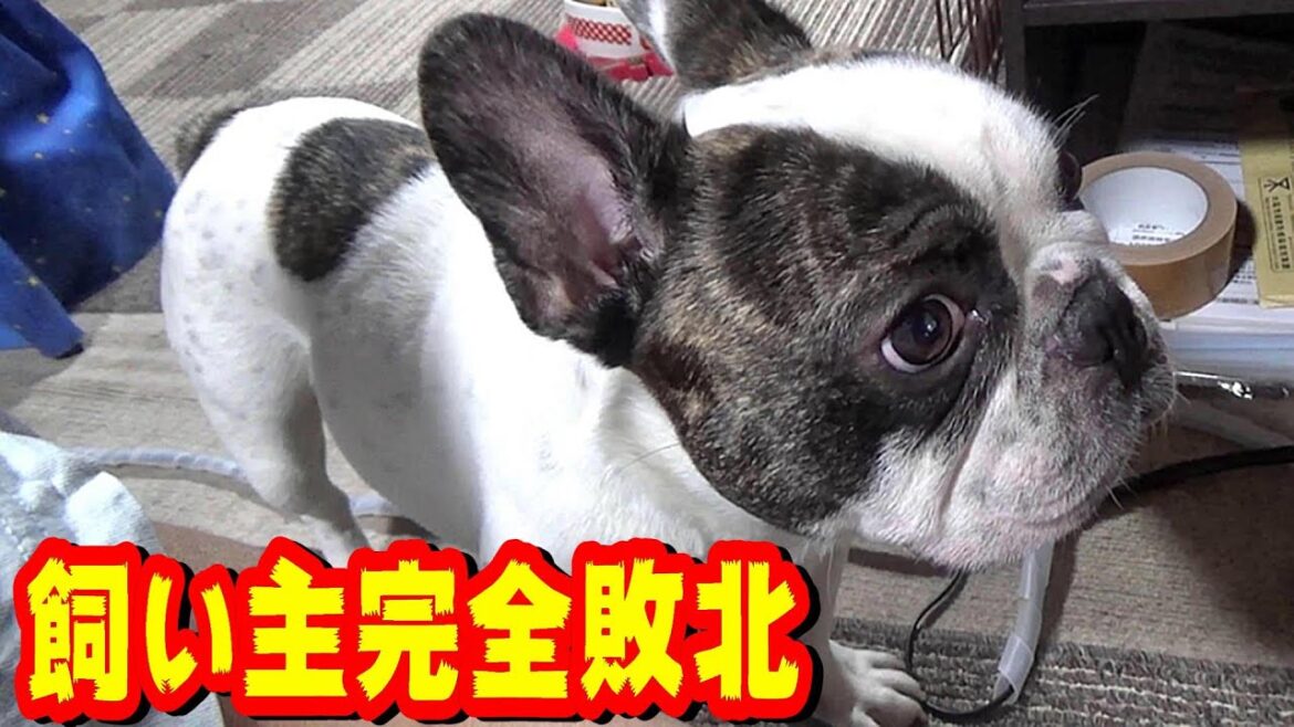【笑いと癒し】可愛すぎて笑える! ビスケット欲しさにねばり続ける愛犬 悪性腫瘍(ガン)の宣告を受けたフレンチブルドッグの闘病生活『ぶーちゃん日記』 【笑いと癒し】可愛すぎて笑える! ビスケット欲しさにねばり続ける愛犬 悪性腫瘍(ガン)の宣告を受けたフレンチブルドッグの闘病生活『ぶーちゃん日記』