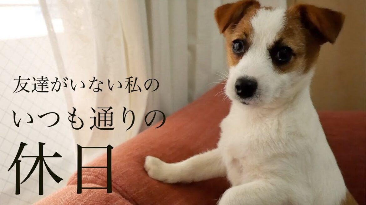 子犬のおかげで楽しい休日/土日の定番/ジャックラッセルテリア/puppy