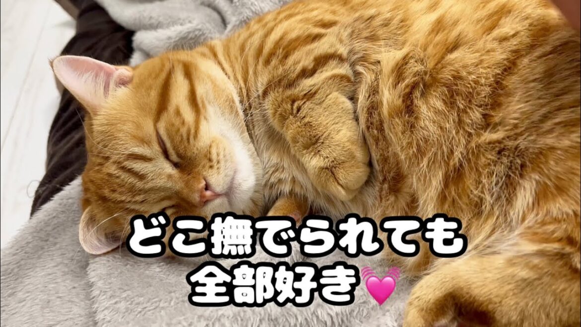 ぽちゃくんはどこを撫でられてもご機嫌💓
