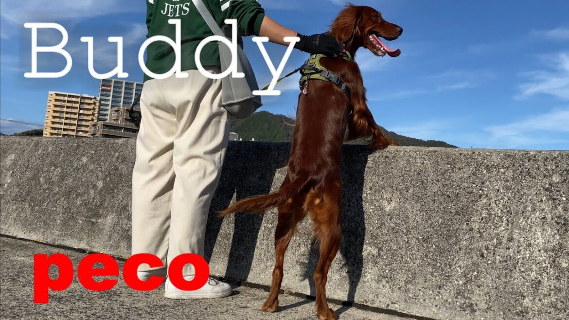 Buddy（peco　相棒）　アイリッシュセター（アイリッシュセッター）Irish Setor（Irish Setter）