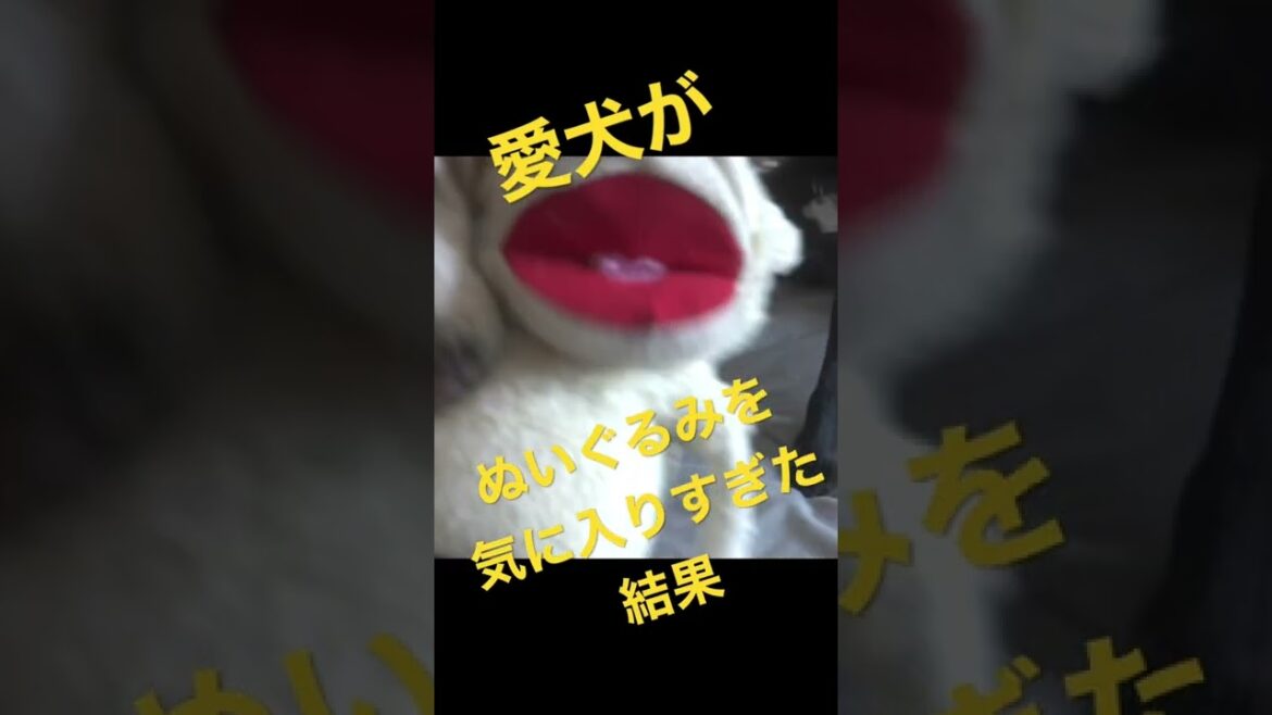 愛犬がぬいぐるみを気に入りすぎた結果👽👽👽#short #schipperke #スキッパーキ