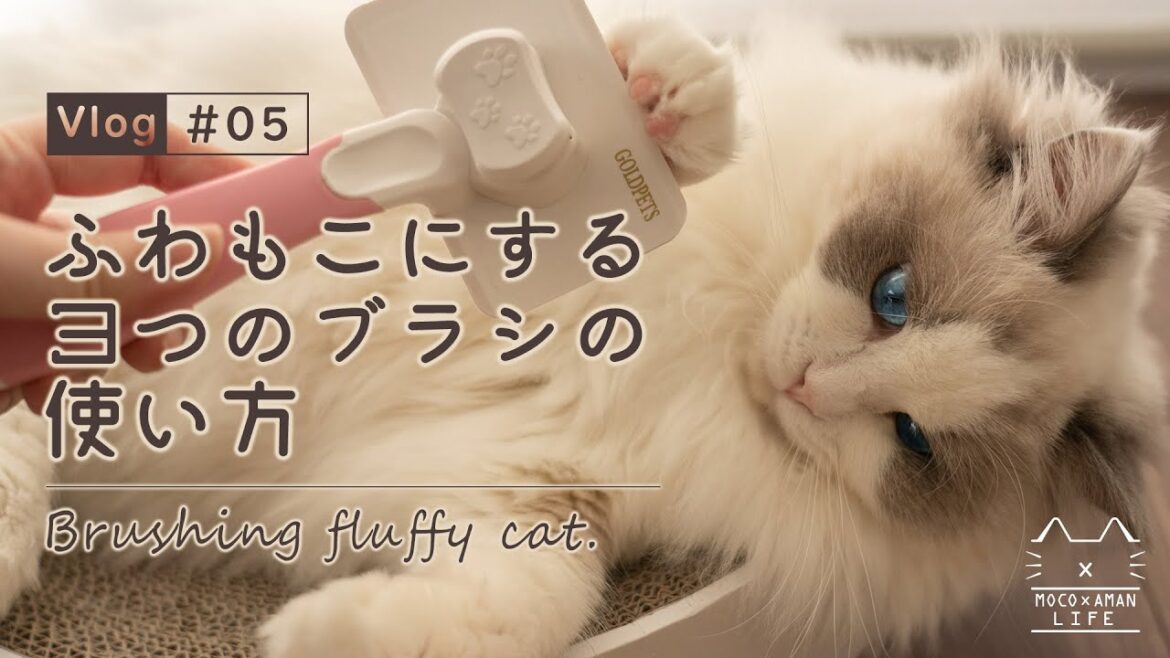 警戒しない?ラグドールのふわふわブラッシング|もふ猫の暮らし【vlog #05】 警戒しない?ラグドールのふわふわブラッシング|もふ猫の暮らし【vlog #05】
