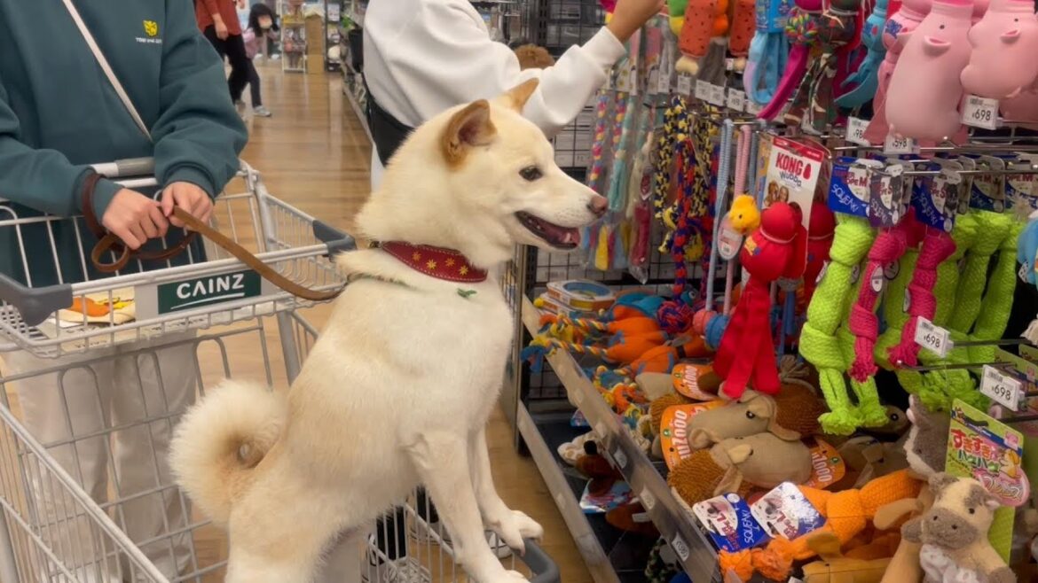 家族で買い物に来たらカートに乗った柴犬が大興奮してこうなりましたｗ【癒し】