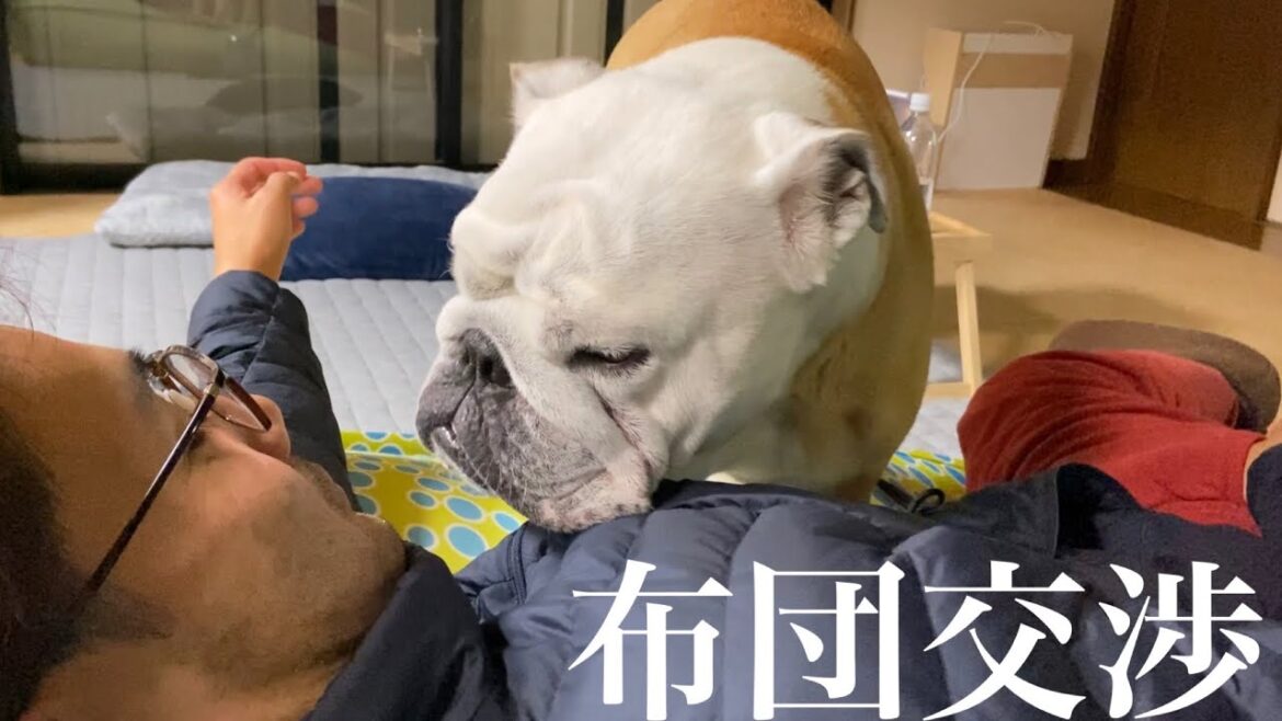 【おはぶる】W杯開幕‼︎母国を応援‼︎が、眠気が勝り一刻も早く布団を出して欲しいイングリッシュブルドッグのぶるまるw