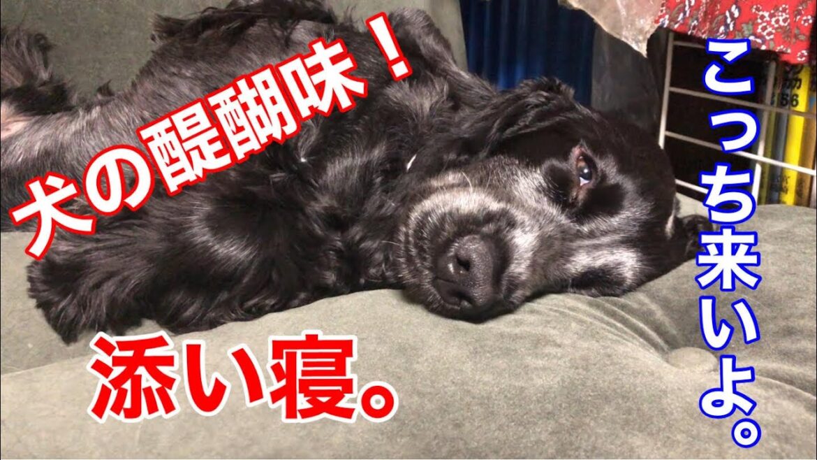 【日常】あなたと添い寝してくれるイングリッシュ コッカースパニエル　【ちよ君】