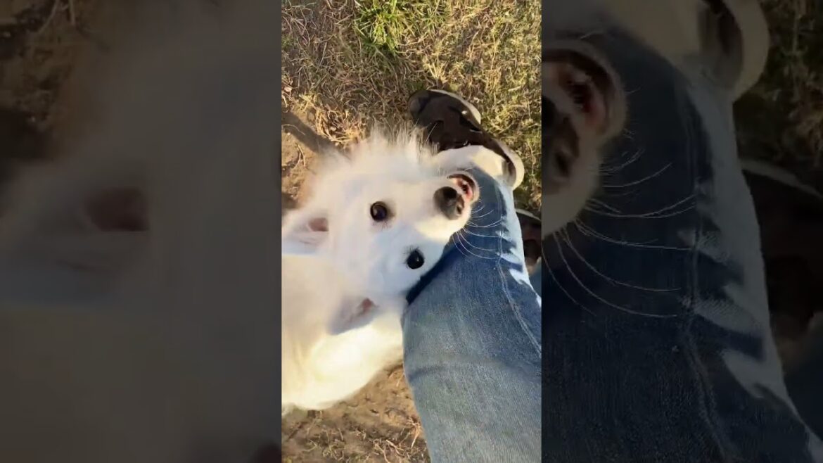 足に抱きついてくる愛犬が可愛すぎる件　#dog #shorts