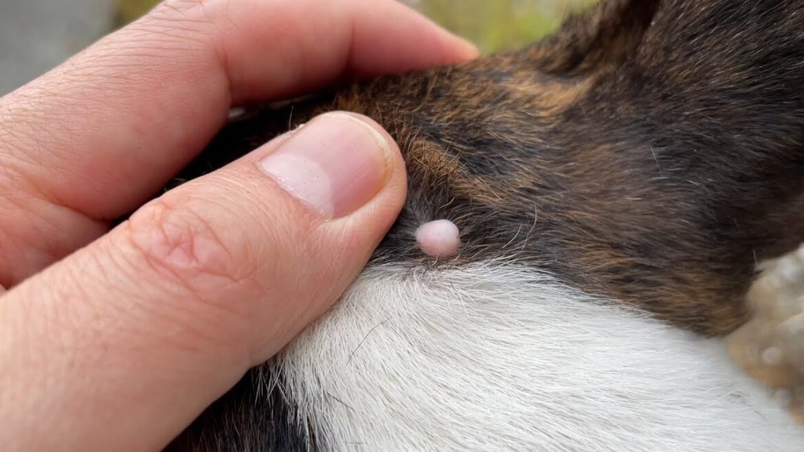 【ブルテリア】いぼチャコ日記【良性】 【ブルテリア】いぼチャコ日記【良性】