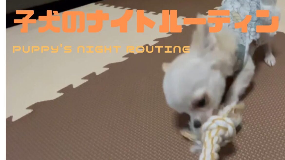 【ロングコートチワワ】子犬のナイトルーティンはこちらです 【Chihuahua】Puppy is excising as night time routine before sleeping