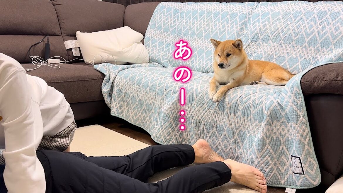 目の前でイチャイチャする飼い主を冷たい目で見る柴犬【お知らせあり】