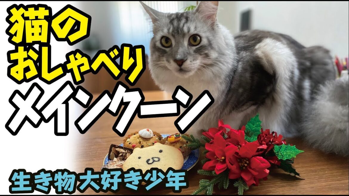 【メインクーン】猫のおしゃべり／賢い大型猫Maine Coon