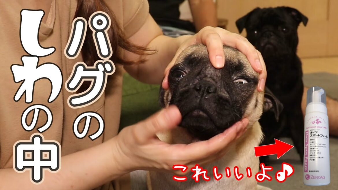 パグのしわの中お見せします。オーツスポットフォーム使ってからしわトラブルなくなりました。