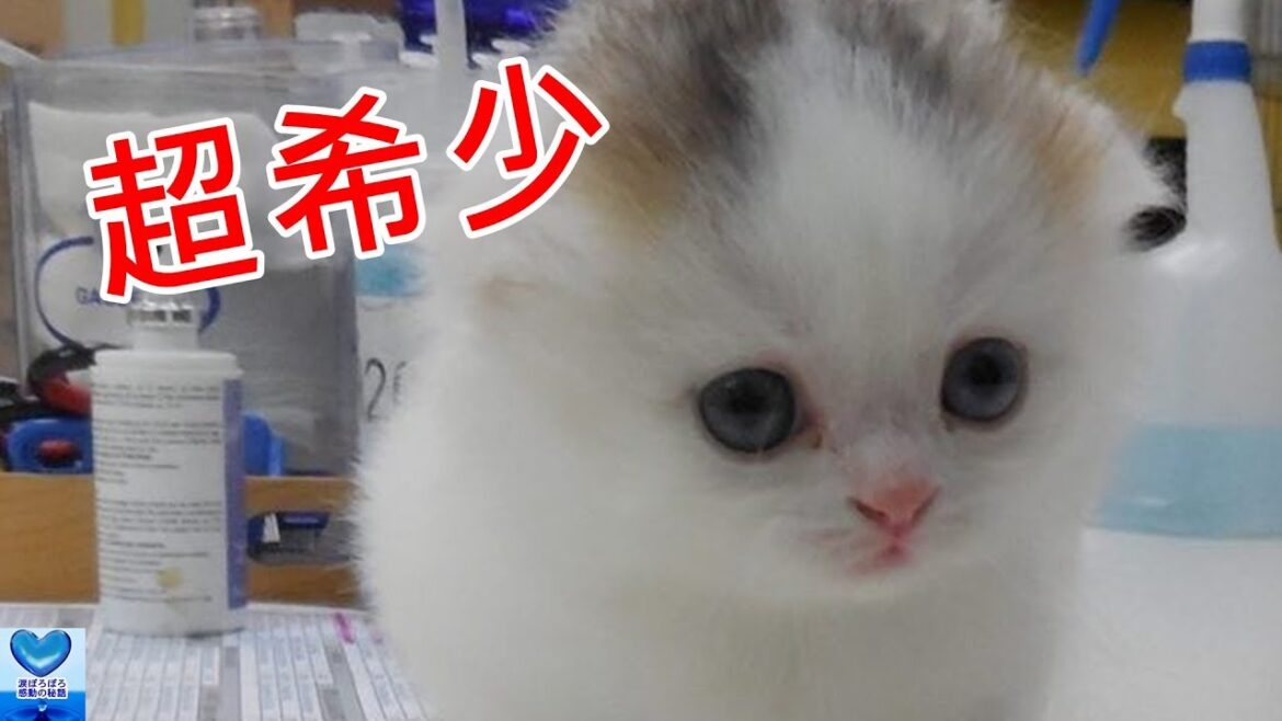 超希少！生まれる確率は１００万匹に１匹の猫　Super rare cat