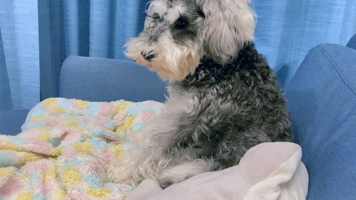 ダラダラする姿がまるで人間みたいな大きいミニチュアシュナウザー【シュナウザー 犬】