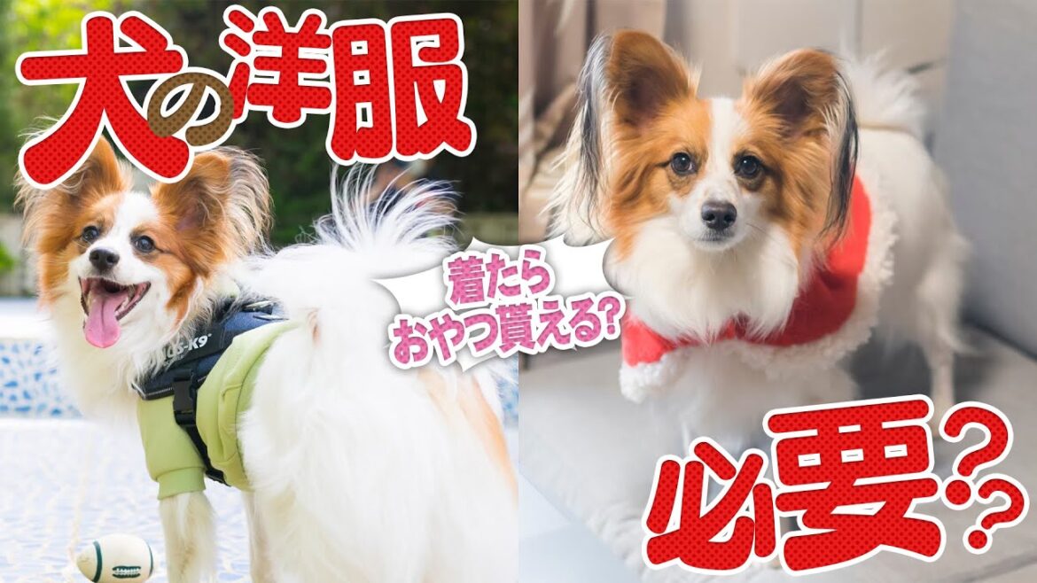 【生後1年半パピヨン】犬に洋服を着せることのメリットとデメリット
