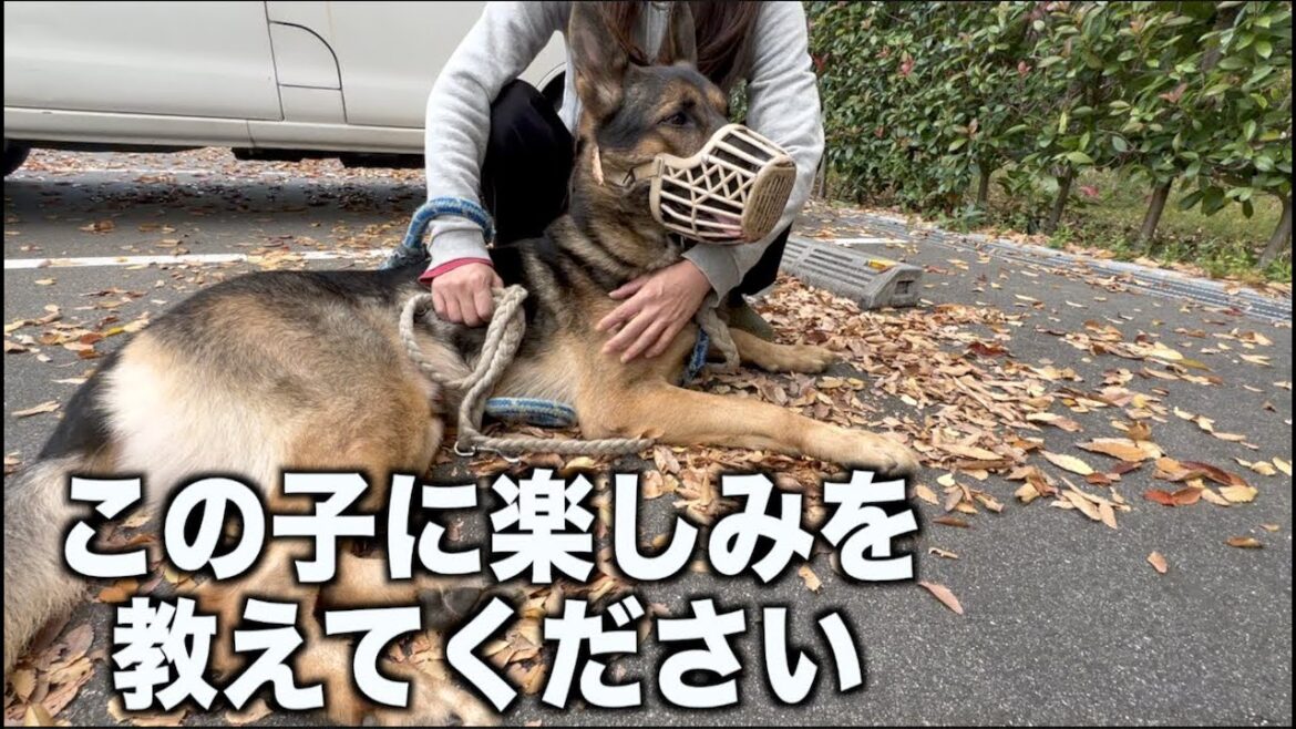 【里親募集 】この子を幸せにしてくれる里親さん募集！