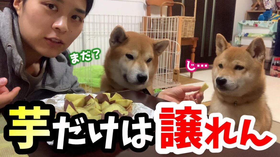 さつま芋の値上げを悔やみながらも爆食いする柴犬とアラサー女