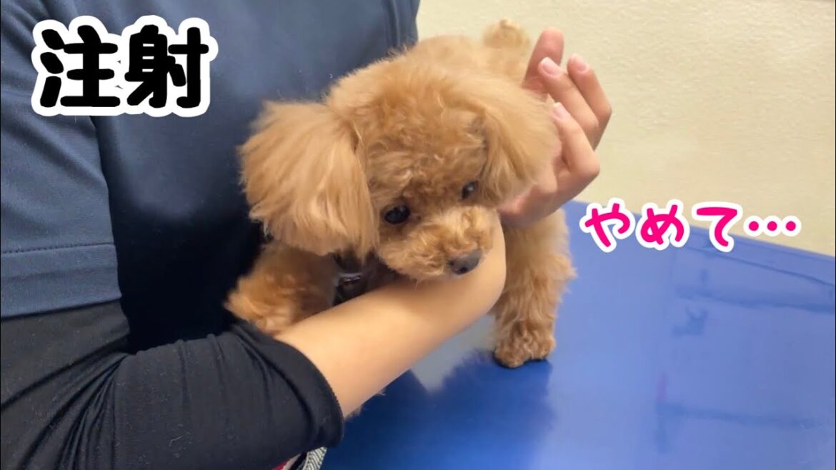 病院で注射待ち中、心臓が飛び出しそうな犬【ワクチン】【トイプードルのコロン】 病院で注射待ち中、心臓が飛び出しそうな犬【ワクチン】【トイプードルのコロン】