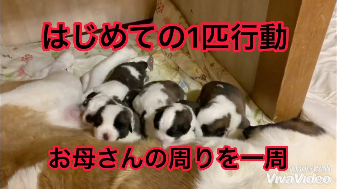 可愛いセントバーナードの子育て日記 2020.3.16 可愛いセントバーナードの子育て日記 2020.3.16