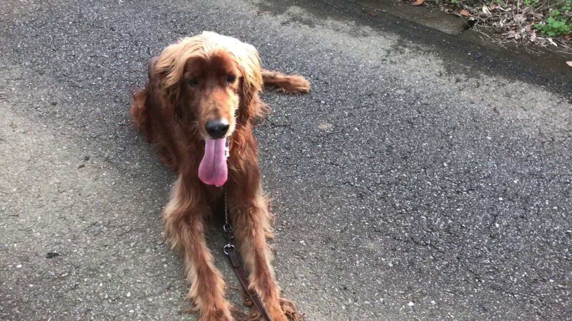 アイリッシュセターおさんぽ1