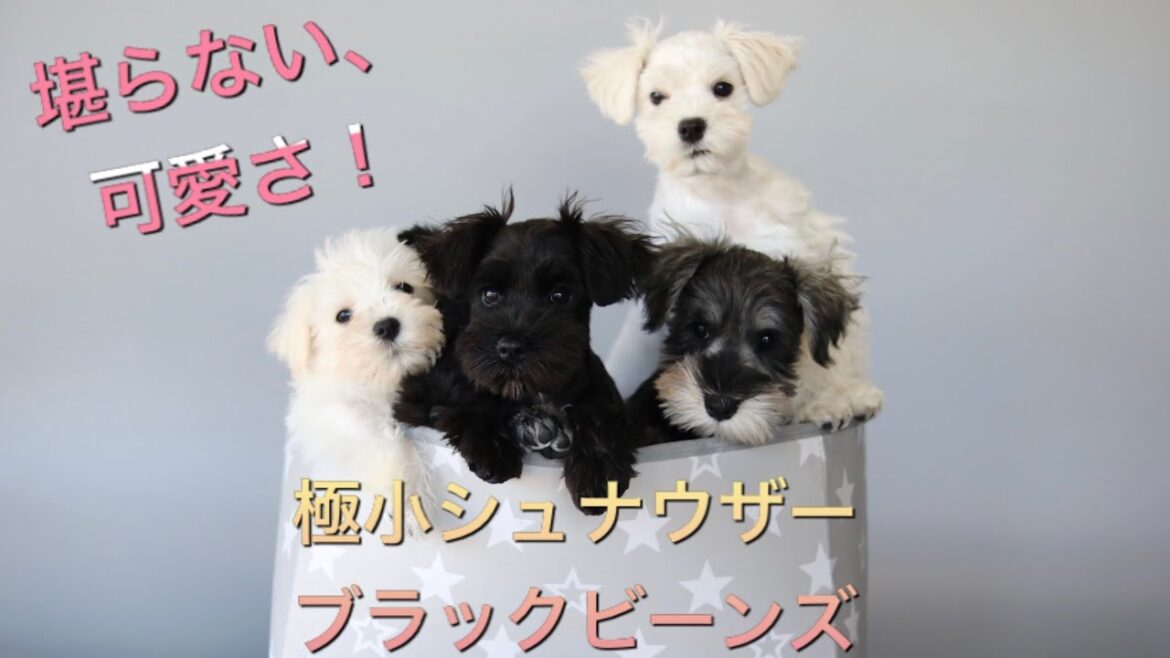 堪らない、可愛さ！ 極小シュナウザー「ブラックビーンズ」