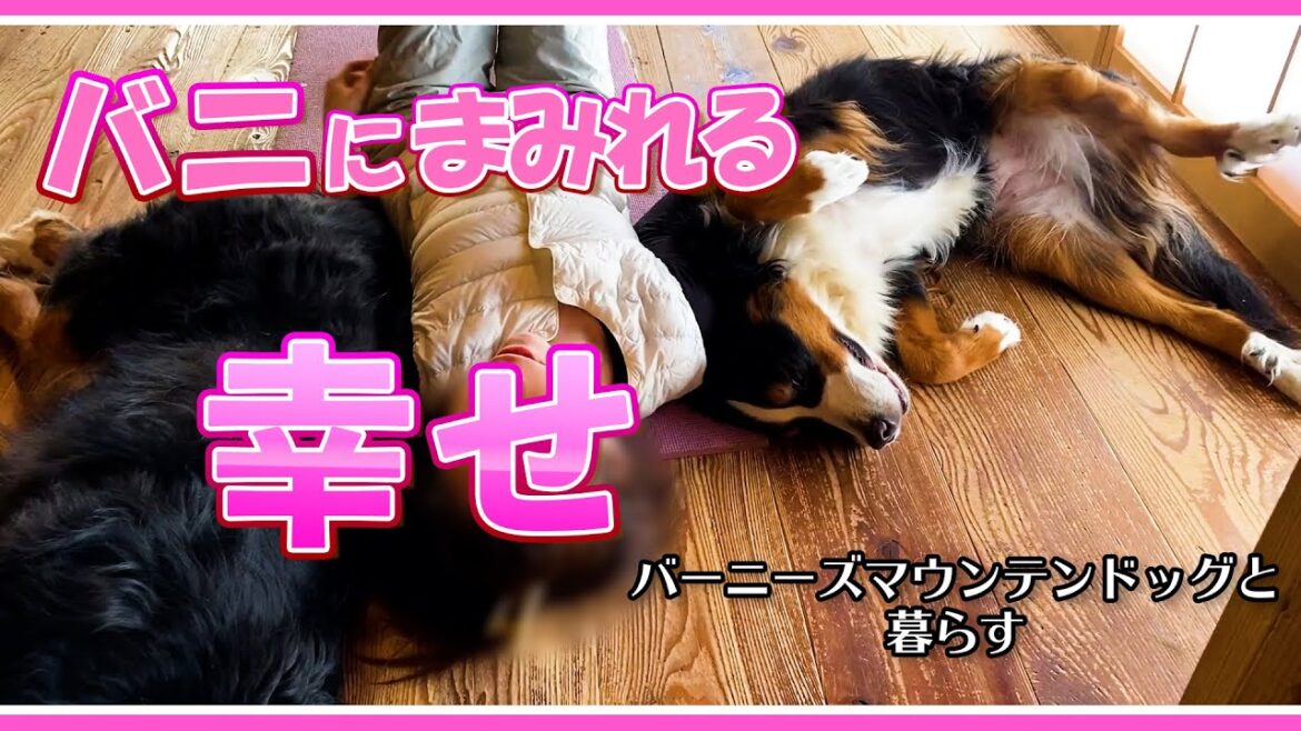 飼い主にかまって欲しいバーニーズマウンテンドッグ。ほのぼのとした大型犬との暮らし　Bernese Mountain Dog