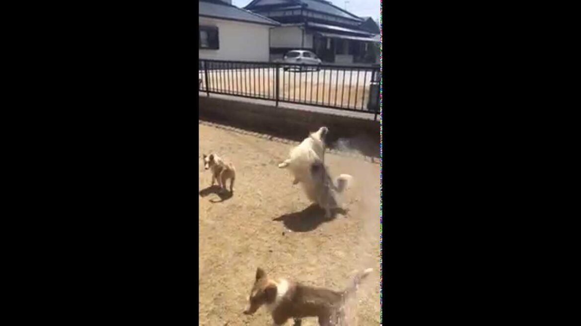 ワンコの水遊び！シェルティ(シェットランドシープドッグ)