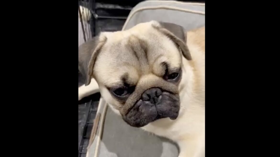 [パグ]目開けてられない 睡魔と戦い中🐶..💤 (too sleepy dog) #shorts