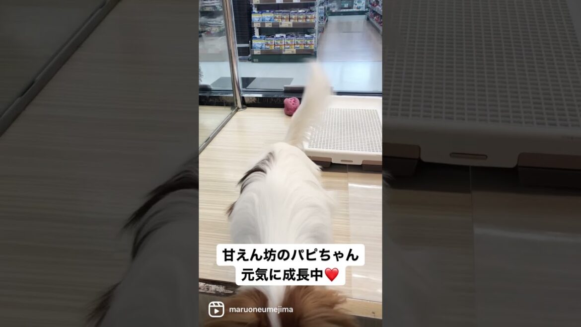 【 パピヨン 】甘えん坊の7か月パピヨン♪【 マルワン梅島店 】