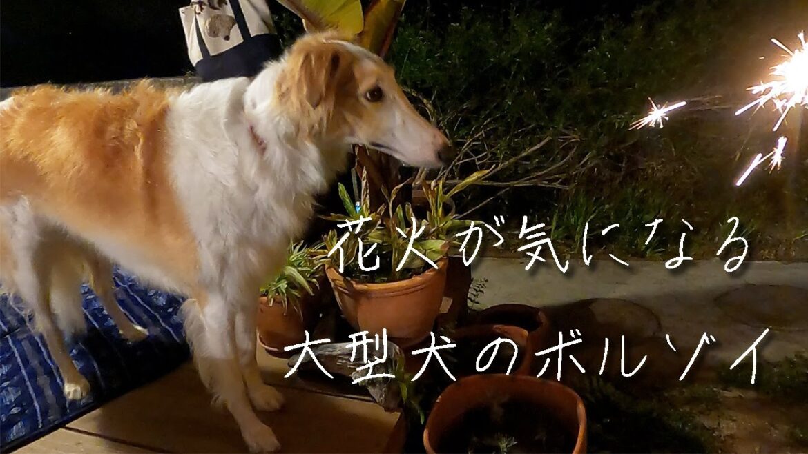 【大型犬】【ボルゾイ】ドッグランではしゃいだ後は花火タイム！！夏の訪れ