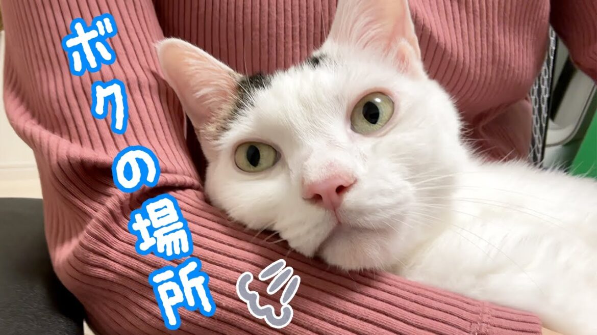 ママが元気になってベッタリになった猫チロさん