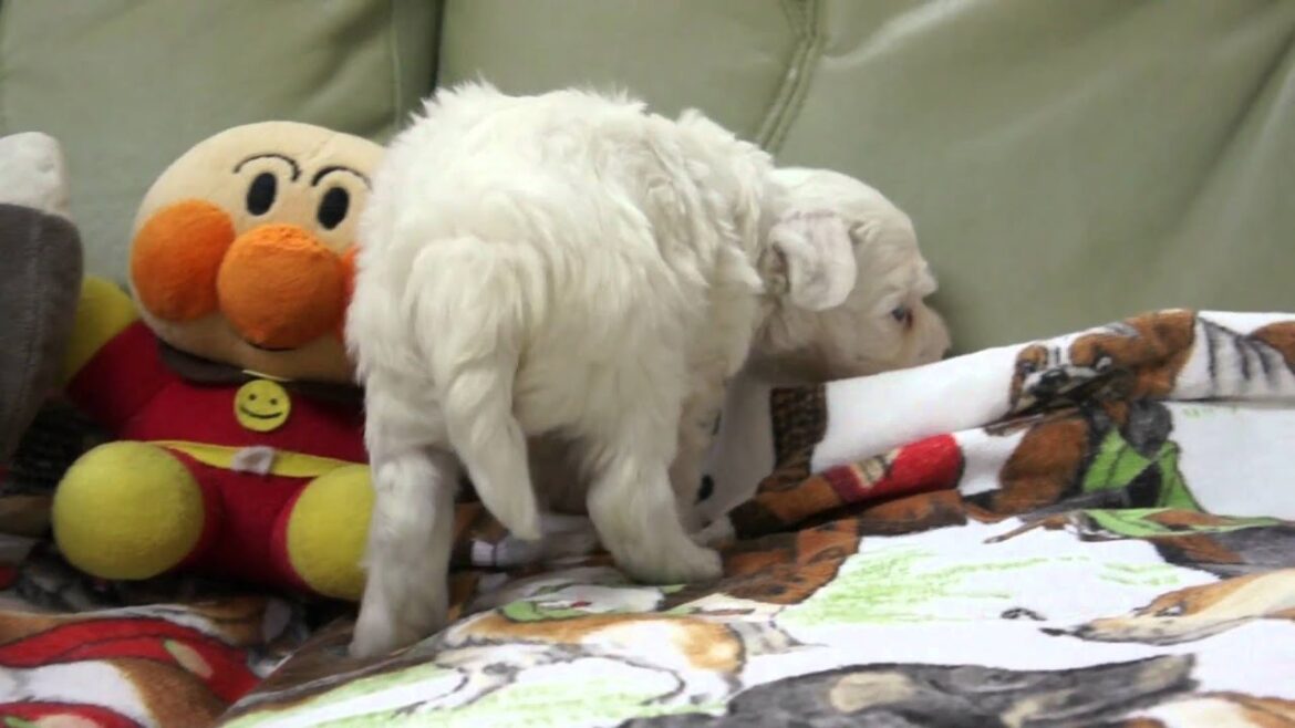 チャイニーズクレステッドドッグの子犬2011.04.13-2