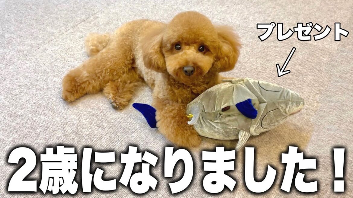 デカくなりすぎた愛犬の誕生日に"超豪華"な1日をプレゼントしてみた！！