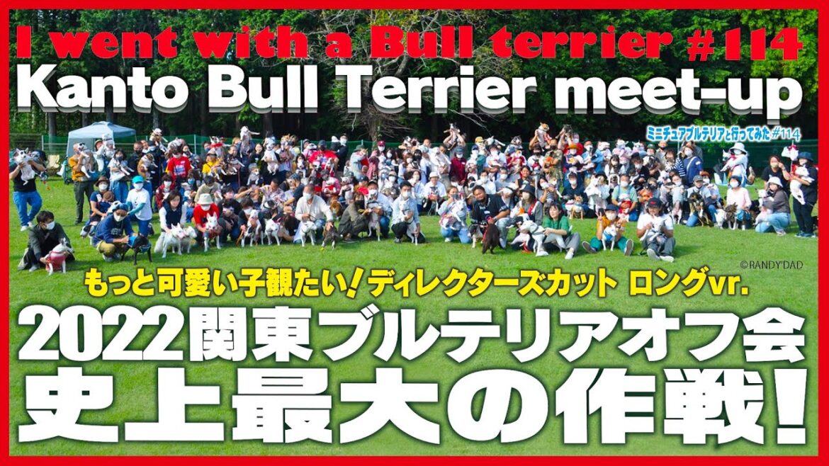 ［ブルテリア］Miniature Bull Terrier  関東ブルテリアオフ会 史上最大の作戦　ロング　2022 Bull Terrier meet-up Director's cut
