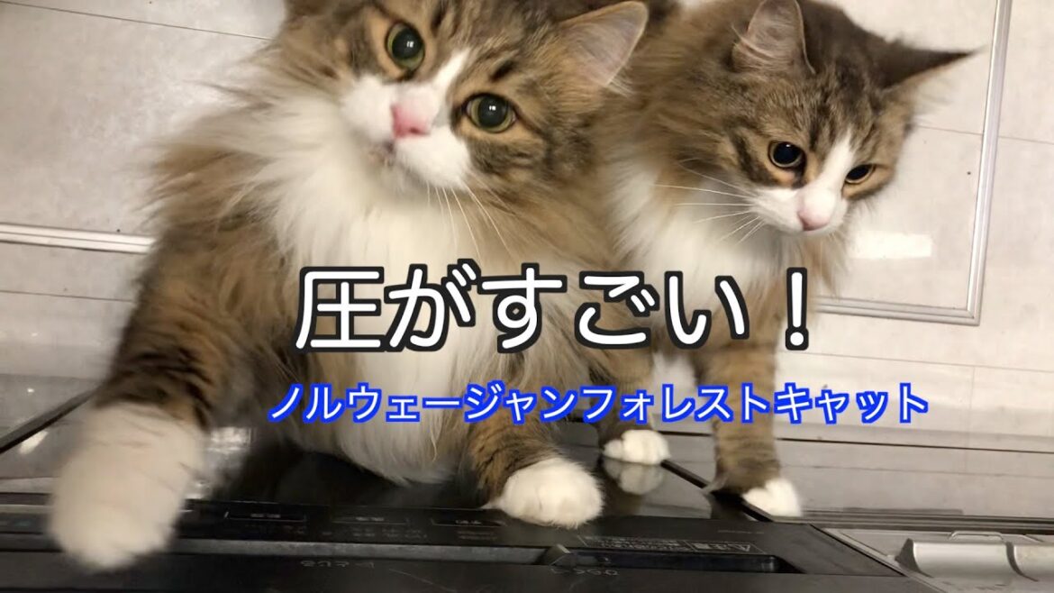圧の強いノルウェージャンフォレストキャット　ノル猫５にゃんねる