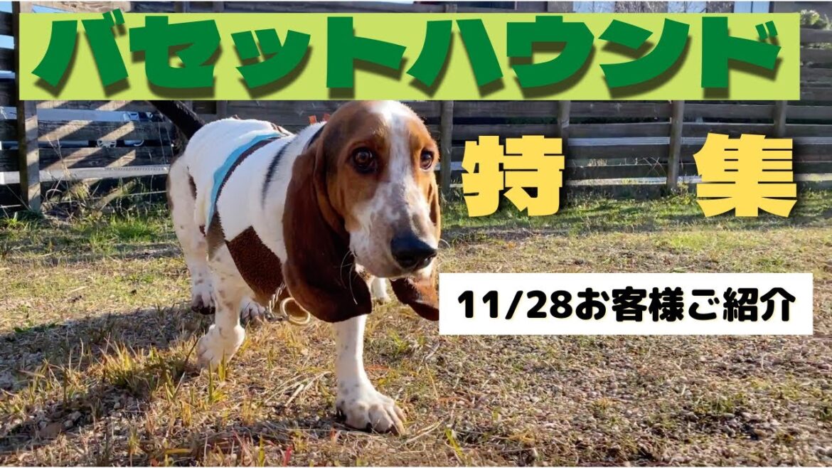 バセットハウンド特集【11月28日お客様ご紹介】