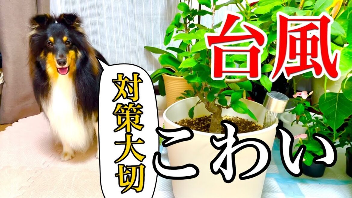 【Typhoon & Sheltie】台風が怖いシェットランドシープドッグのボーディちゃん！安心したから、すぐに眠りにつきます。